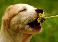 Лечение аллергии у собак